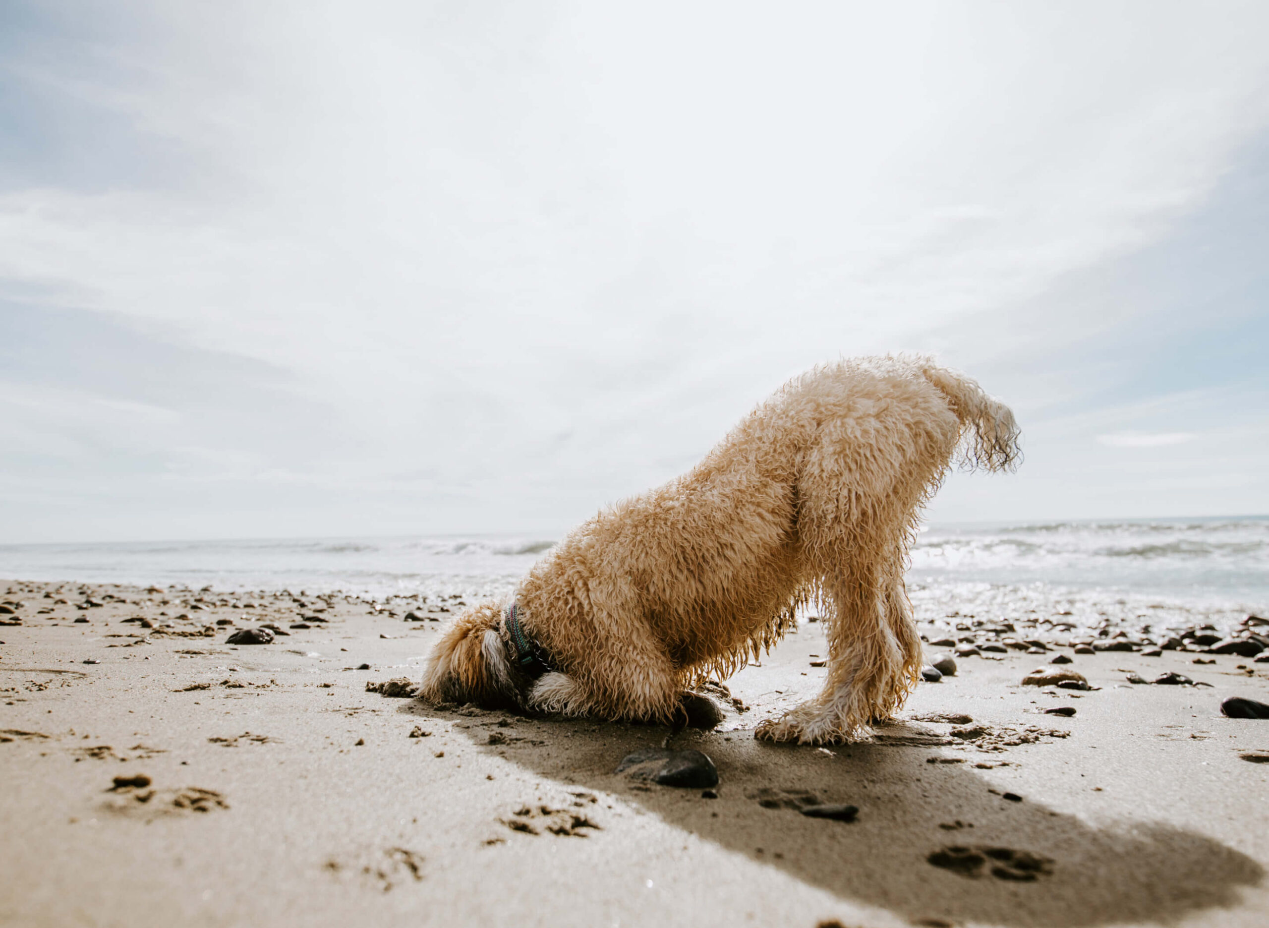 Welcome to Palms & Paws, LLC