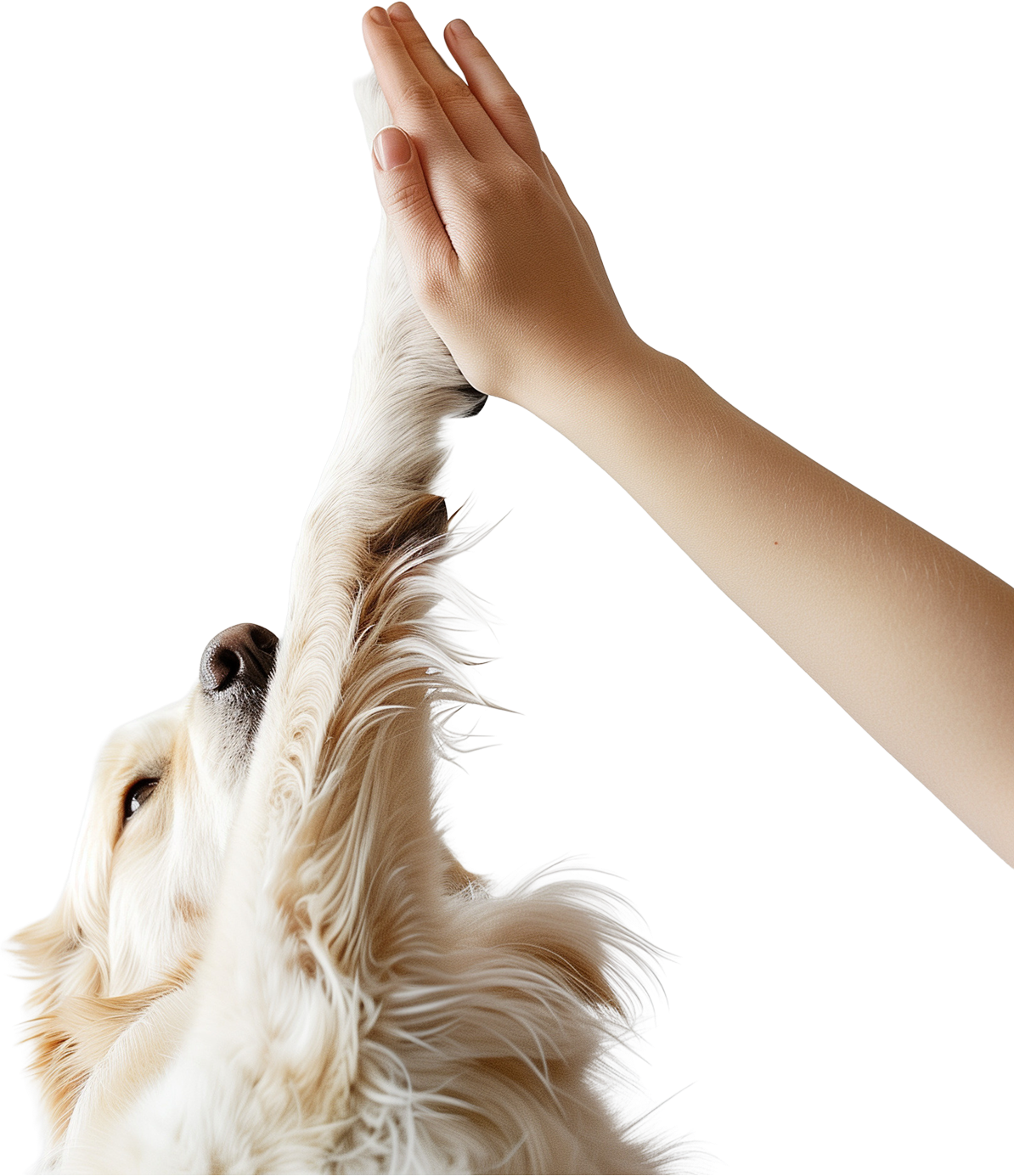 Palms & Paws, LLC