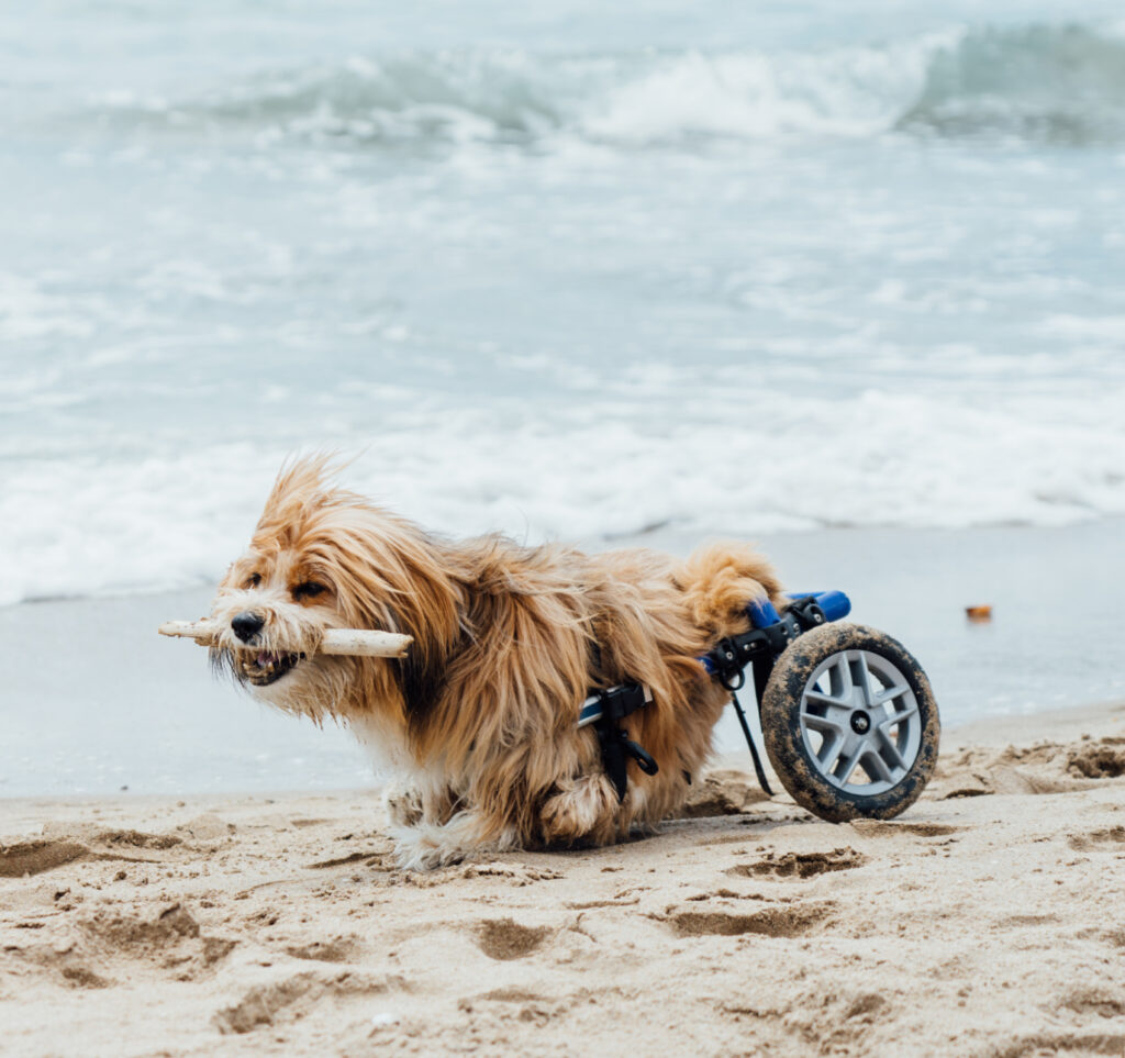 Palms & Paws Foundation