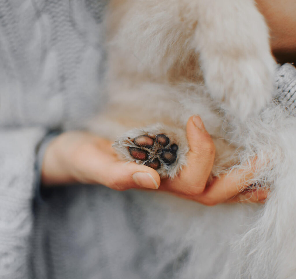 Palms & Paws, LLC