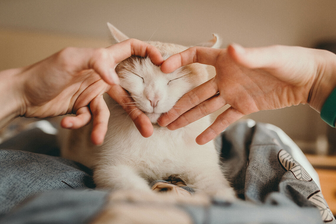 Palms & Paws, LLC