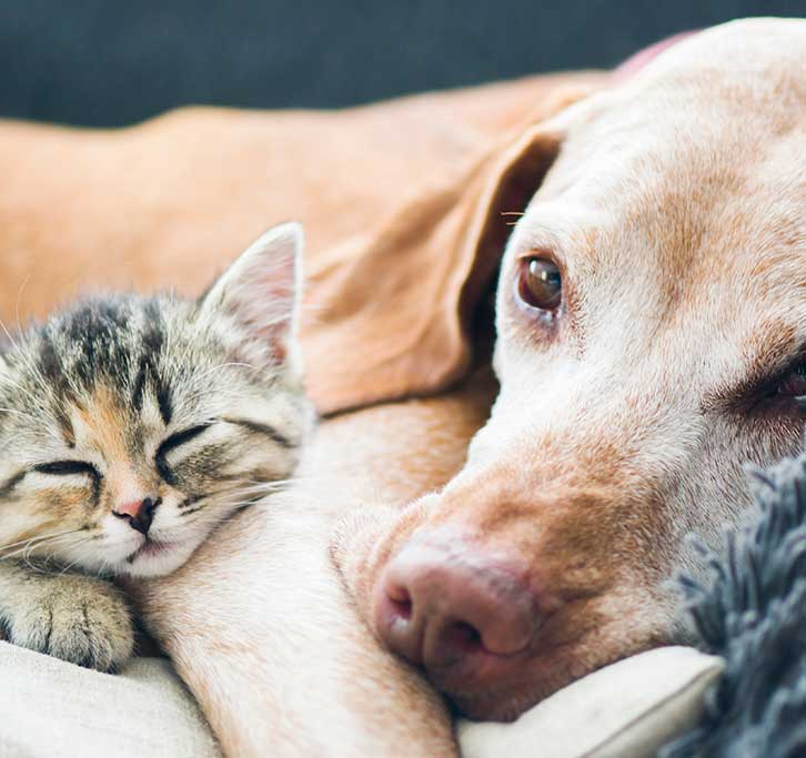 Palms & Paws, LLC