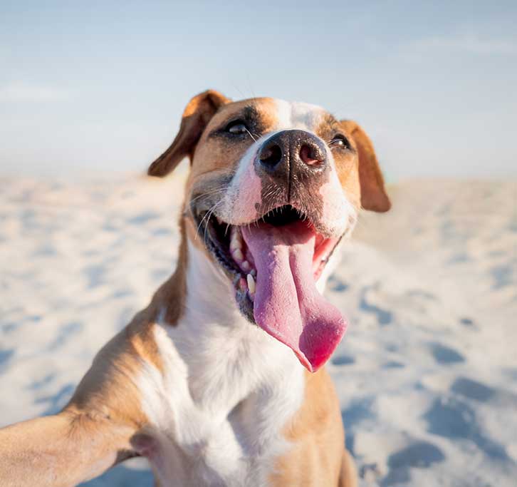 Palms & Paws, LLC