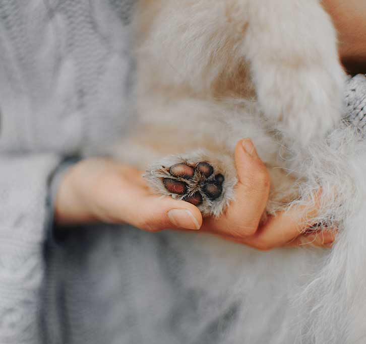 Palms & Paws, LLC