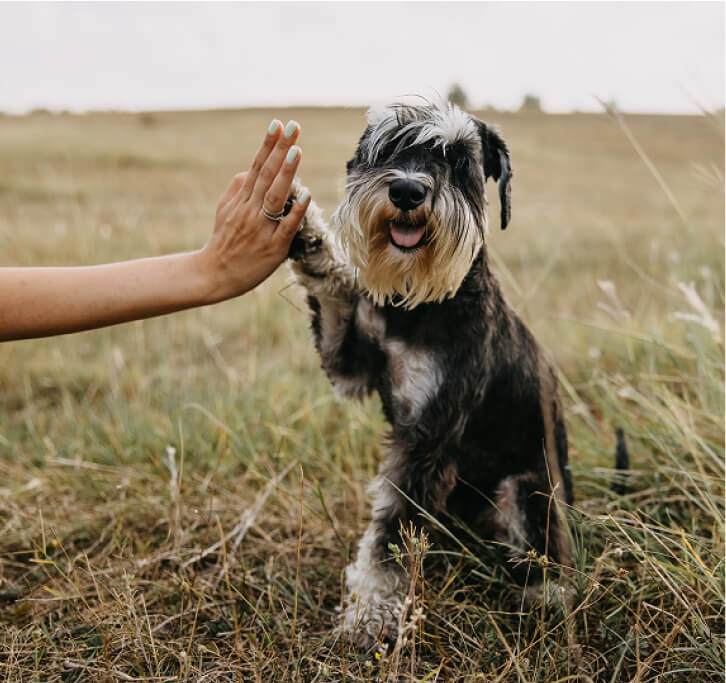 Palms & Paws, LLC