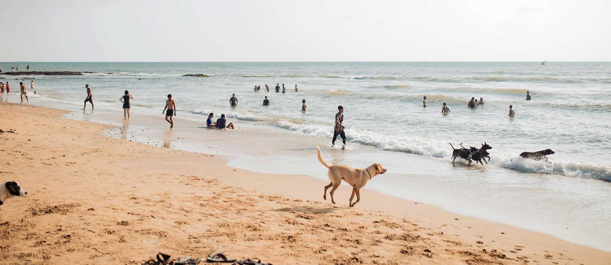 Welcome home to Palms & Paws