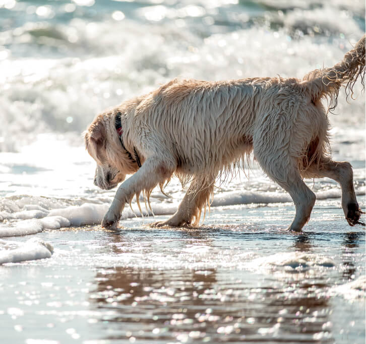Palms & Paws, LLC