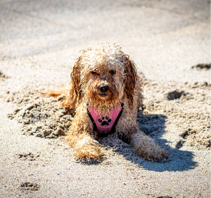 Palms & Paws, LLC