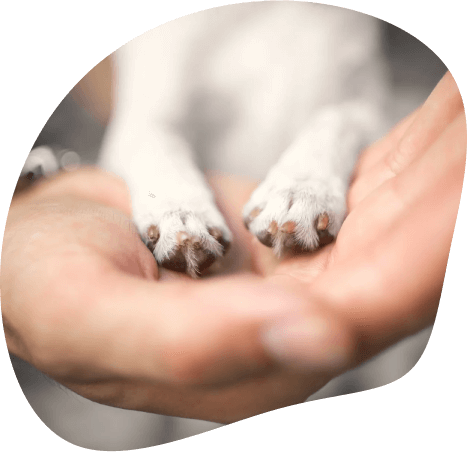 Palms & Paws: The Story and Meaning of Our Logo and Name