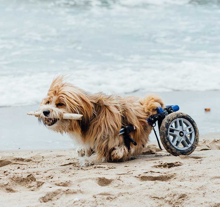 Palms & Paws, LLC