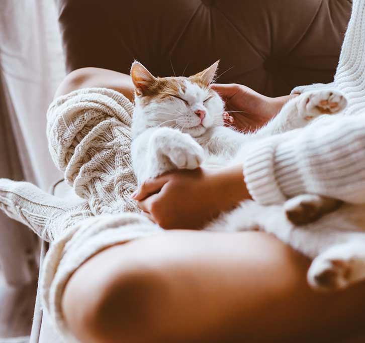 Palms & Paws, LLC