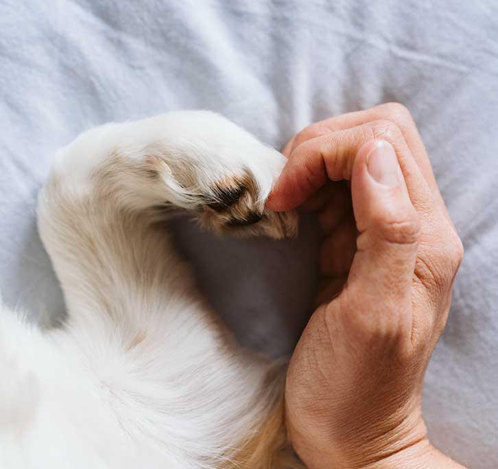 Palms & Paws Media