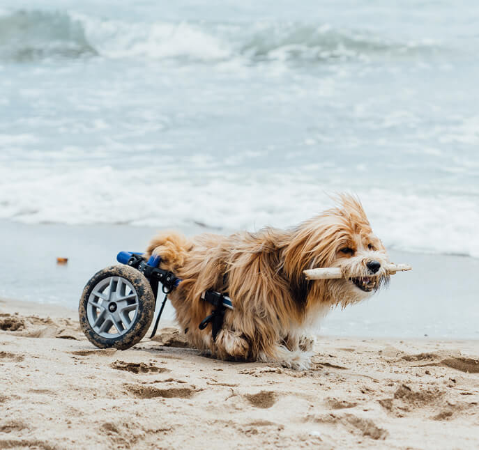 Palms & Paws, LLC