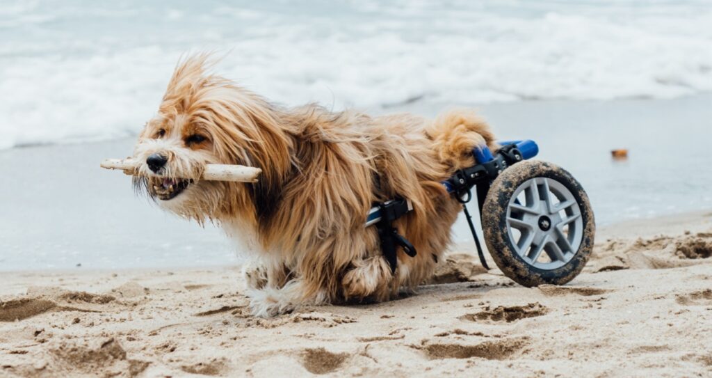 November Palms & Paws Plus, Episode 002