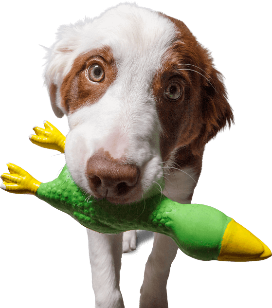 Palms & Paws Plus