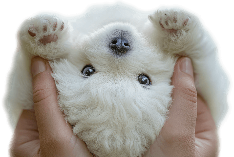 Palms & Paws Plus
