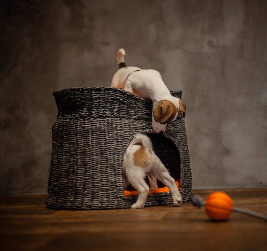 Palms & Paws, LLC