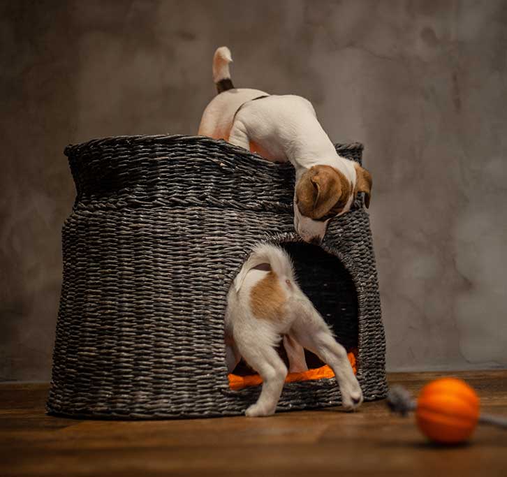 Palms & Paws, LLC