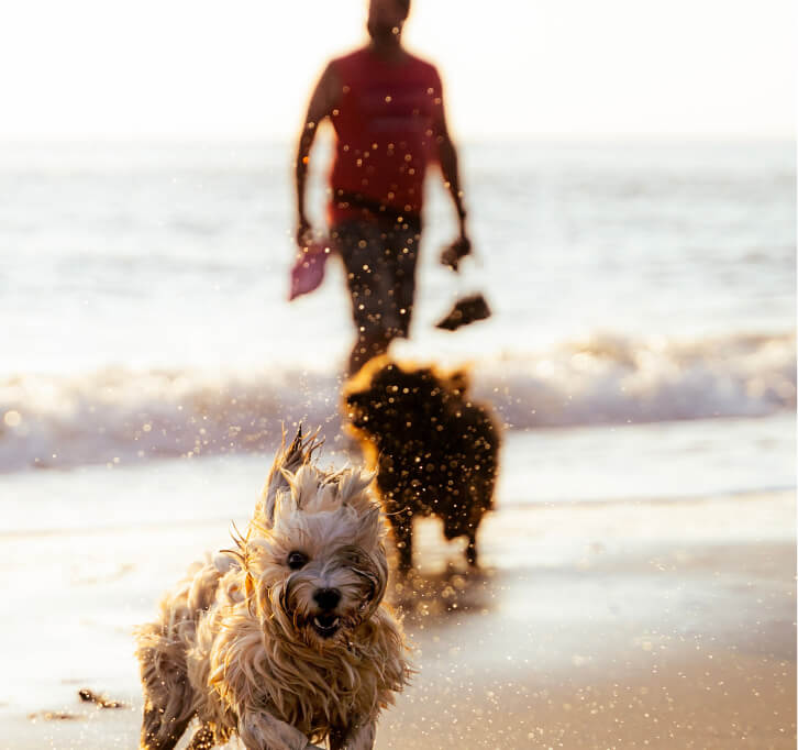 Palms & Paws, LLC