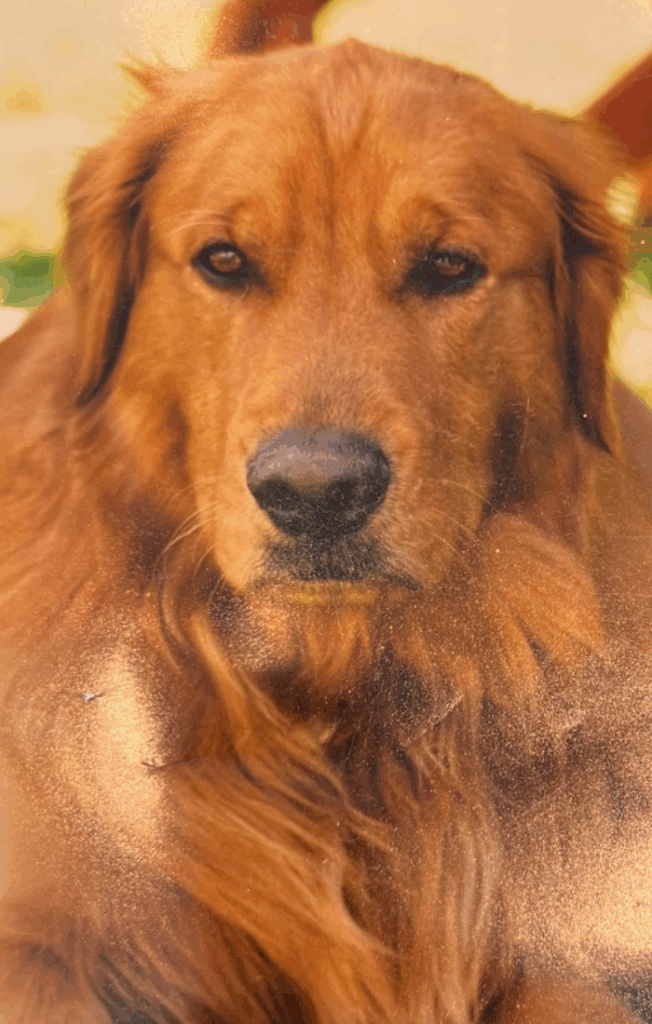 Charlie, Palms & Paws