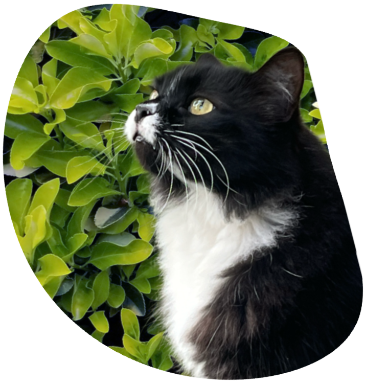 Tux, Chief Feline Officer, Palms & Paws