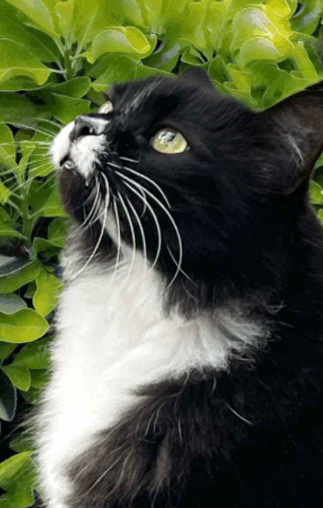 Tux Nemoy, Palms & Paws