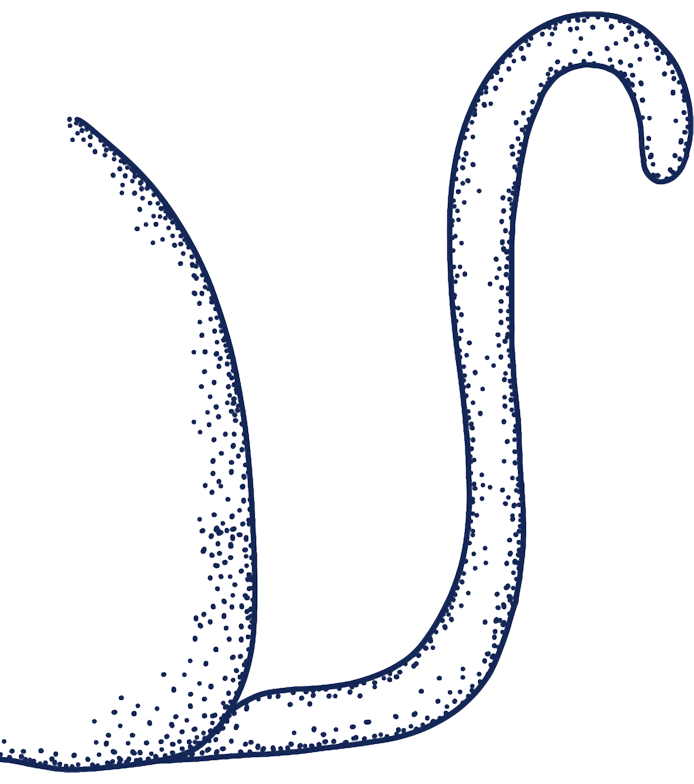 Cat tail