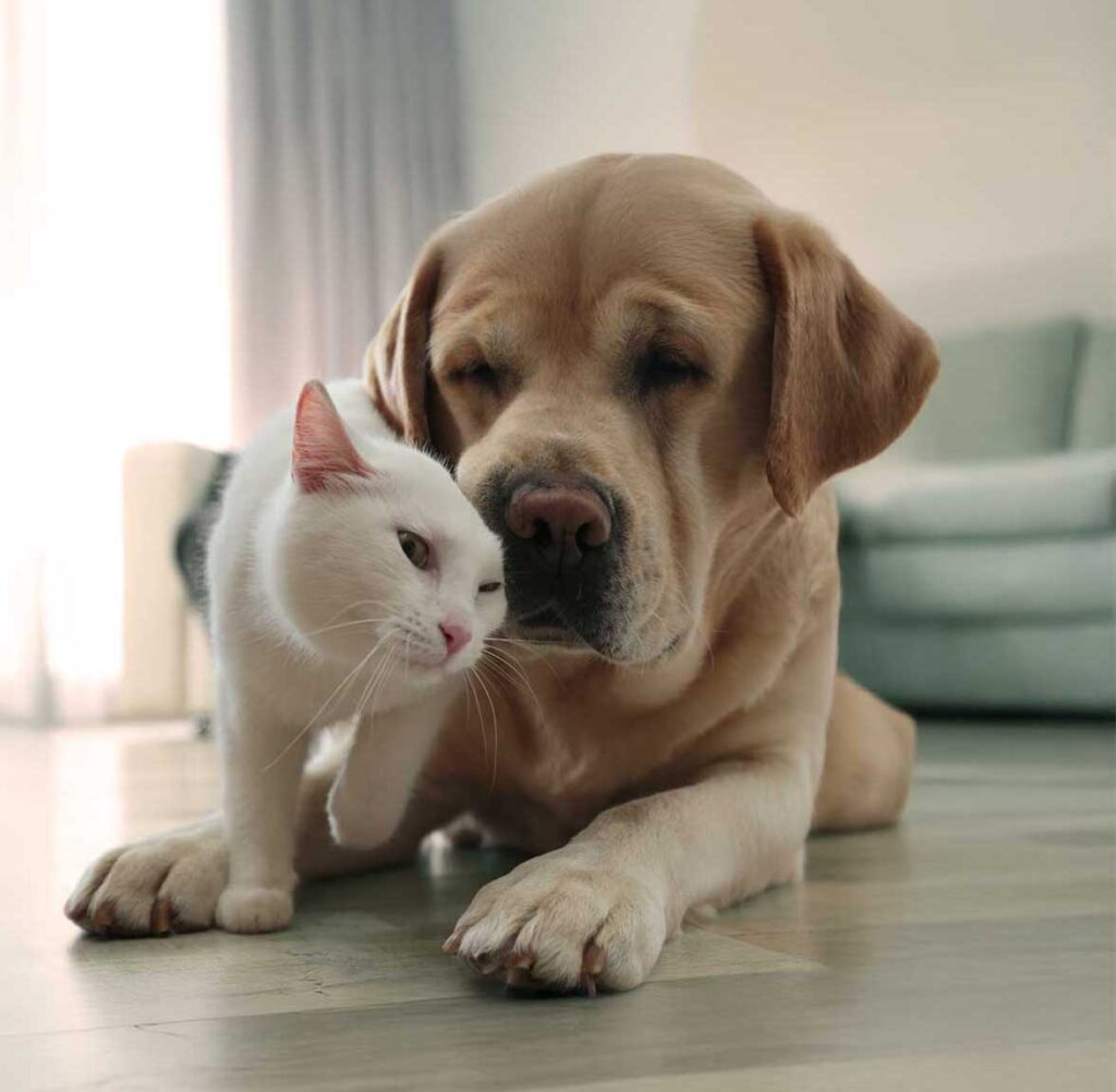 Palms & Paws Plus
