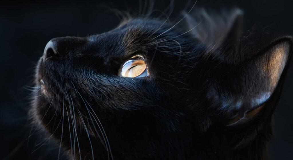 Feast your paws (eyes)