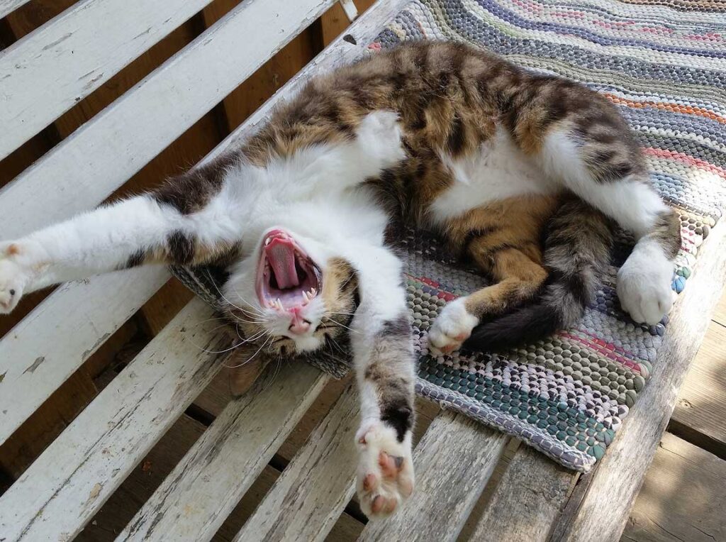 Palms & Paws pet selfie