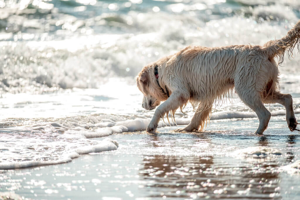 Palms & Paws Community