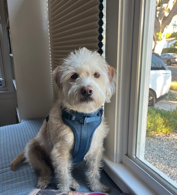 Benny, member of Palms & Paws PLUS