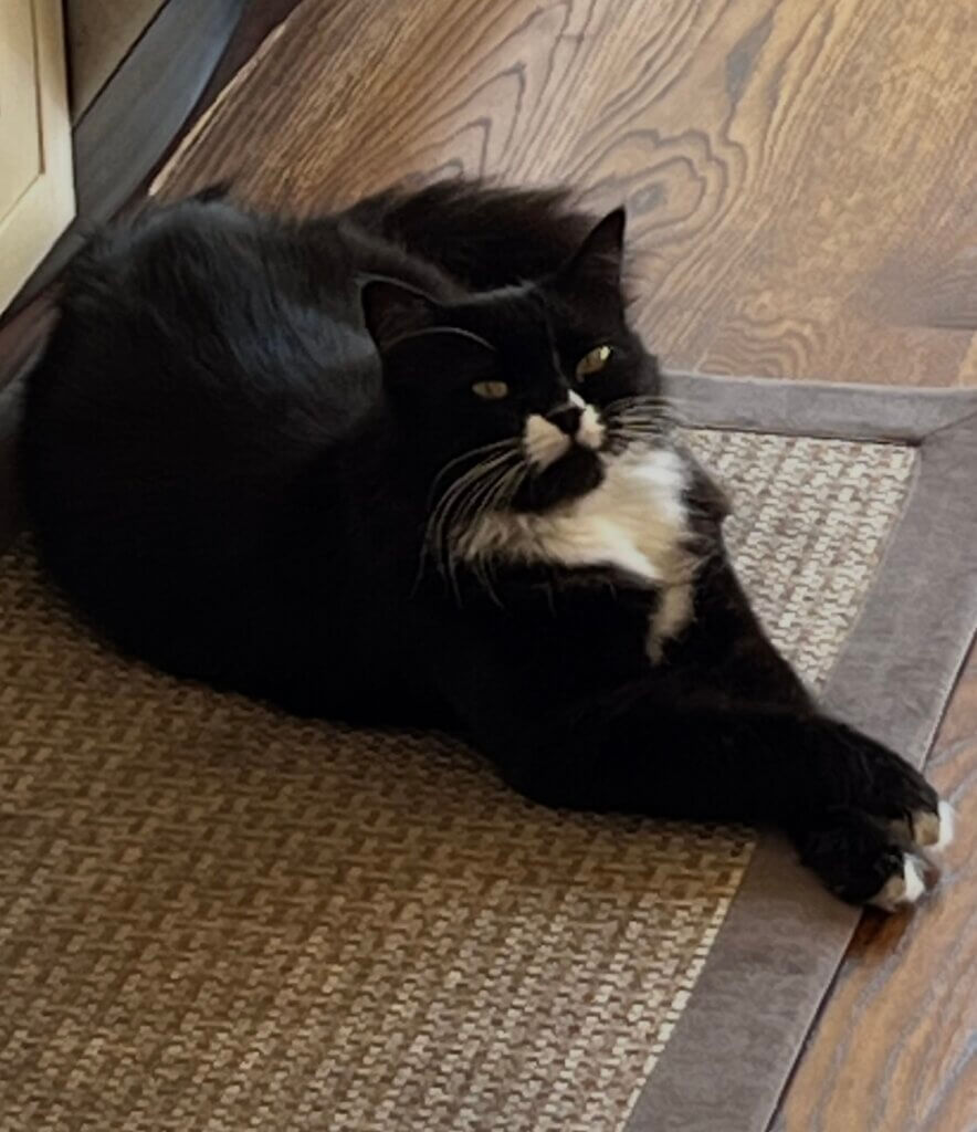 Tux, member of Palms & Paws PLUS