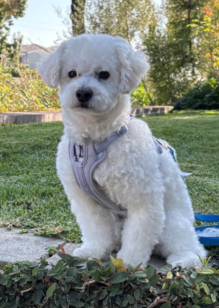 Cody, member of Palms & Paws PLUS