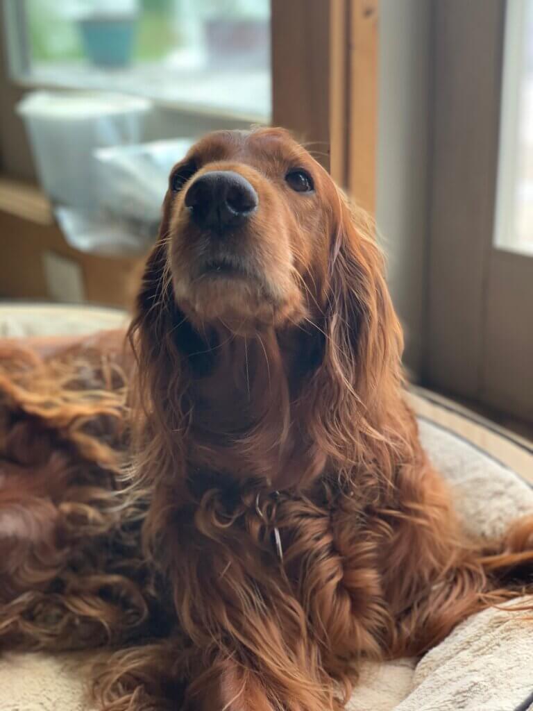 Happiness, member of Palms & Paws PLUS