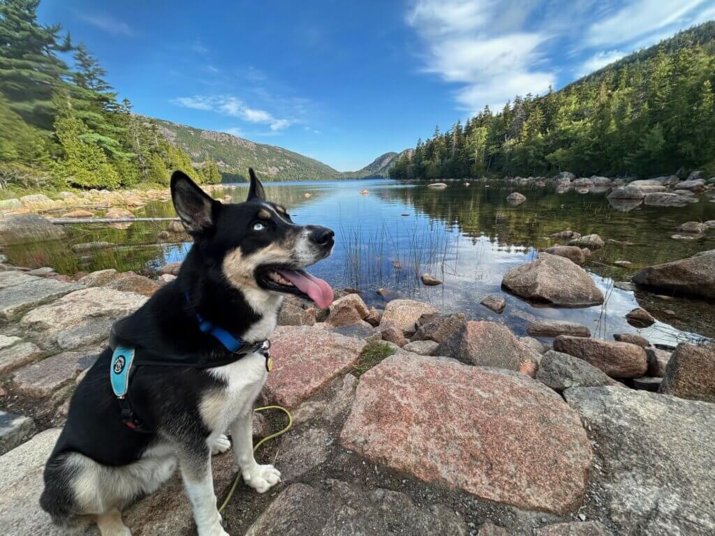 Kailuna, member of Palms & Paws PLUS