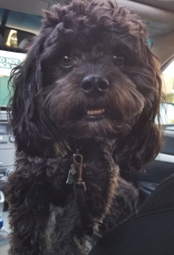 Lucas, member of Palms & Paws PLUS