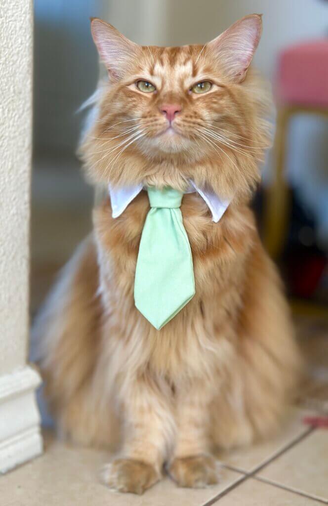 MoBear, member of Palms & Paws PLUS