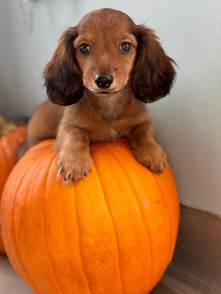 Team Paws & Plus, member of Palms & Paws PLUS