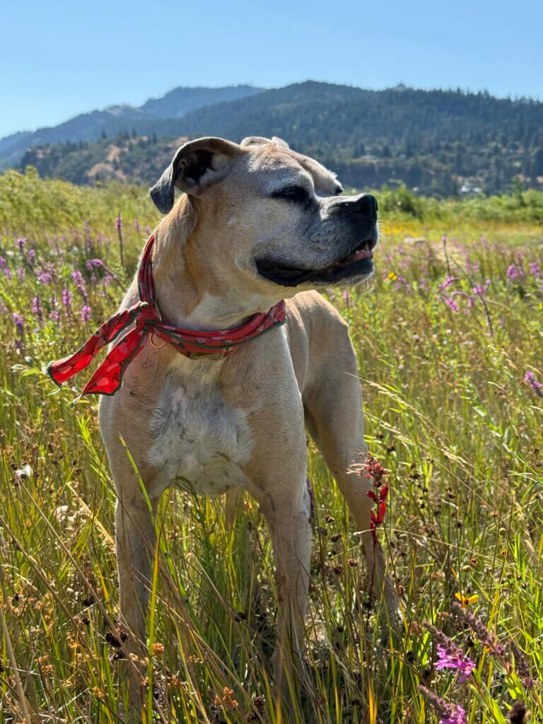 Ruby, member of Palms & Paws PLUS