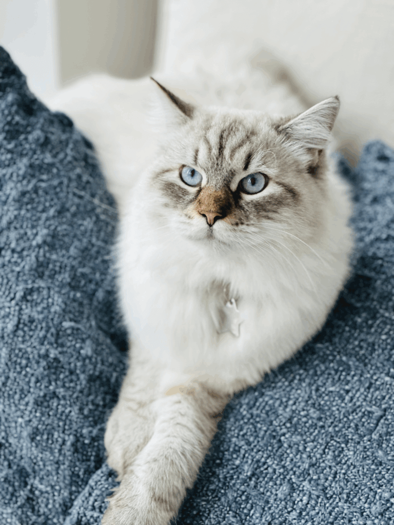 Yuki, member of Palms & Paws PLUS