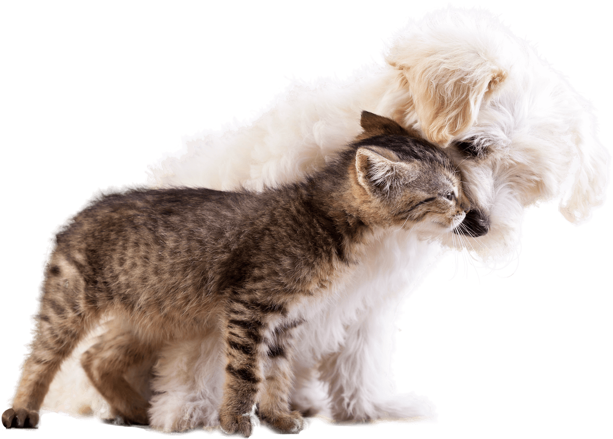 Kitten and Puppy love for Palms & Paws