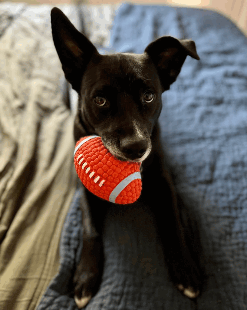 Archie G, member of Palms & Paws PLUS