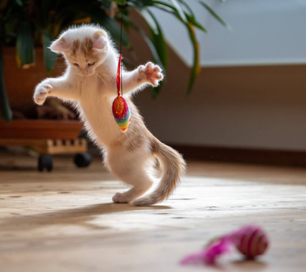 Holidays with Palms & Paws