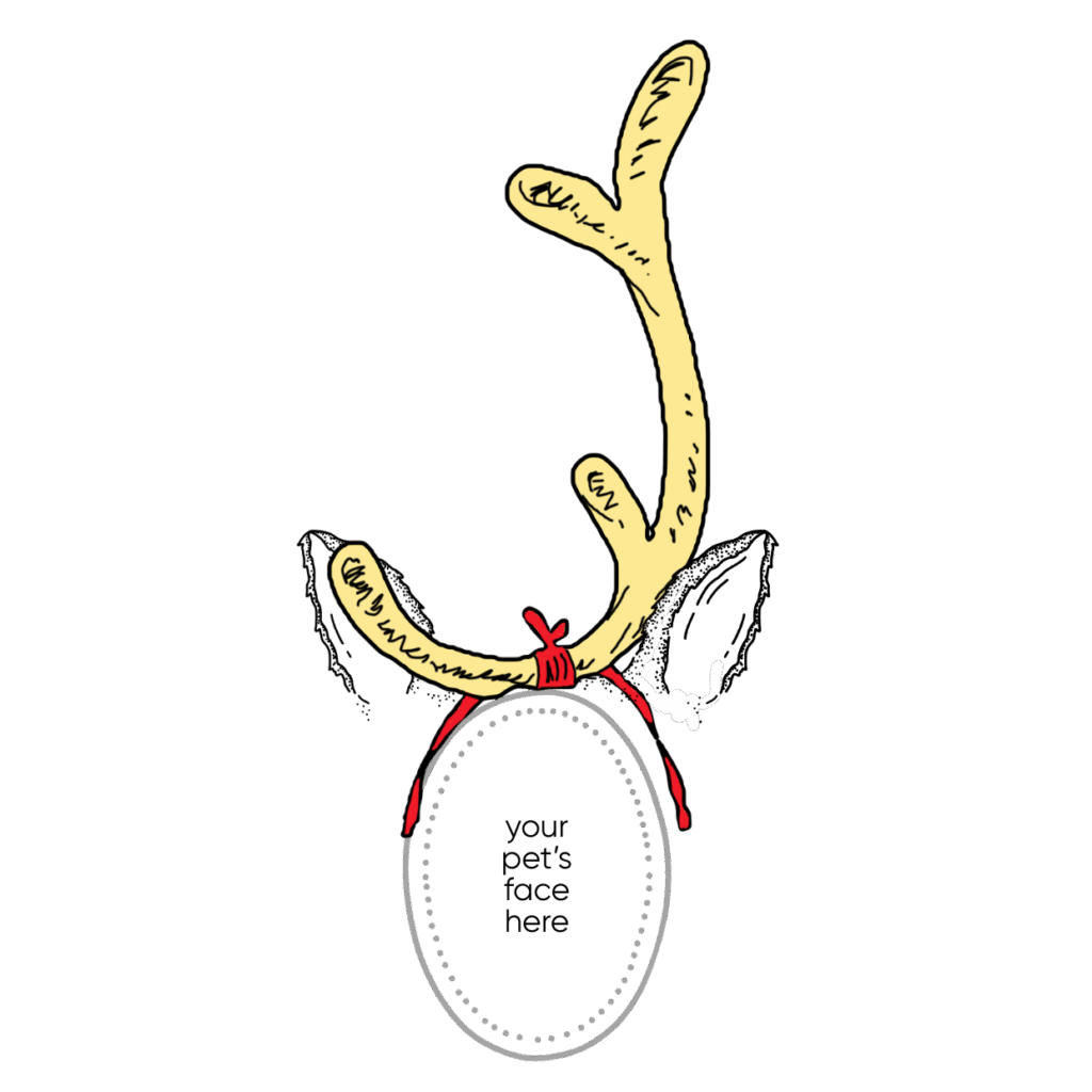 Your Palms & Paws PLUS pet here