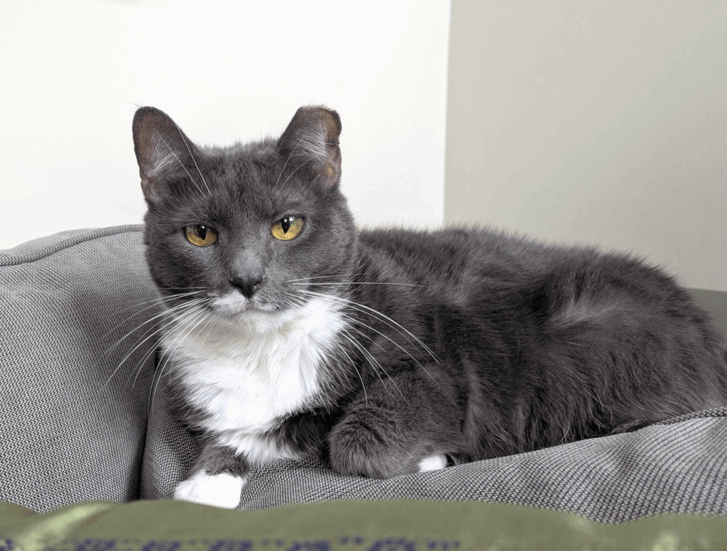 Palms & Paws PLUS member