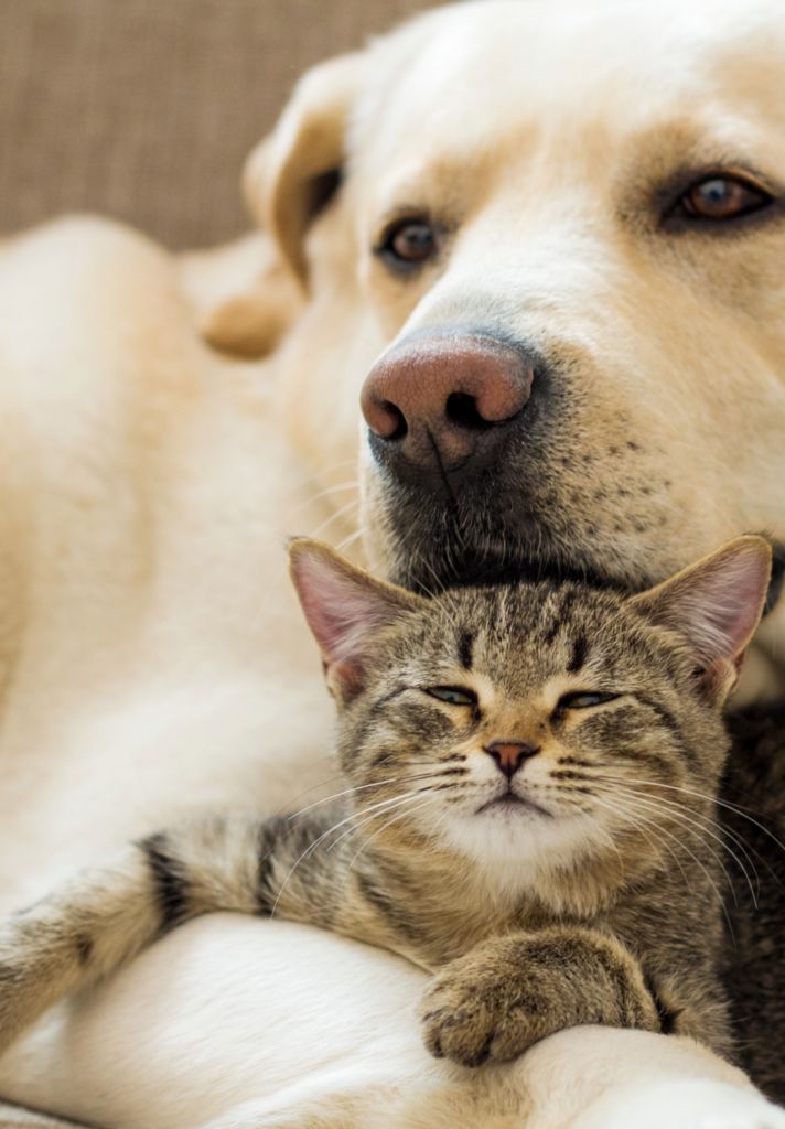 Welcome to Palms & Paws